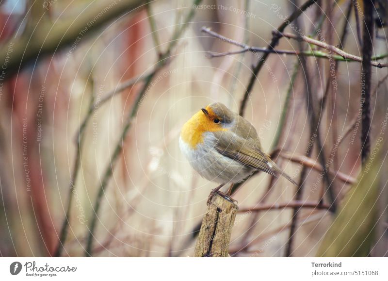 Rotkehlchen sitzend auf einem Ast Erithacus rubecula Vogel Tier Farbfoto Außenaufnahme Flügel Tierporträt Schnabel orange Blick Ganzkörperaufnahme Wildtier