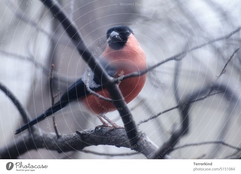 Gimpel Männchen frisst auf Ast Dompfaff Pyrrhula pyrrhula Sonnenblumenkern Fressen Futter Vogel Tier Natur Außenaufnahme Wildtier füttern Garten Tierporträt