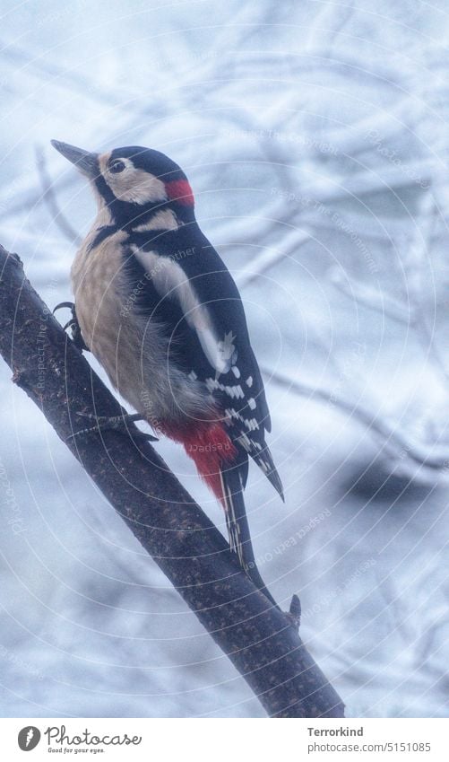 Buntspecht im Winter an einem Baum Specht Vogel Tier Farbfoto Tierporträt Außenaufnahme Wildtier Schnabel Flügel Ornithologie Singvogel Umwelt Garten Tierwelt