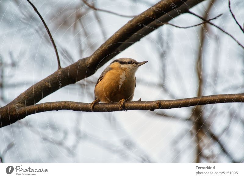 Kleiber auf einem Ast Singvogel Vogel Tier Natur Außenaufnahme Farbfoto klein Singvögel Tierporträt Wildtier niedlich Schnabel Umwelt Garten Feder Ornithologie