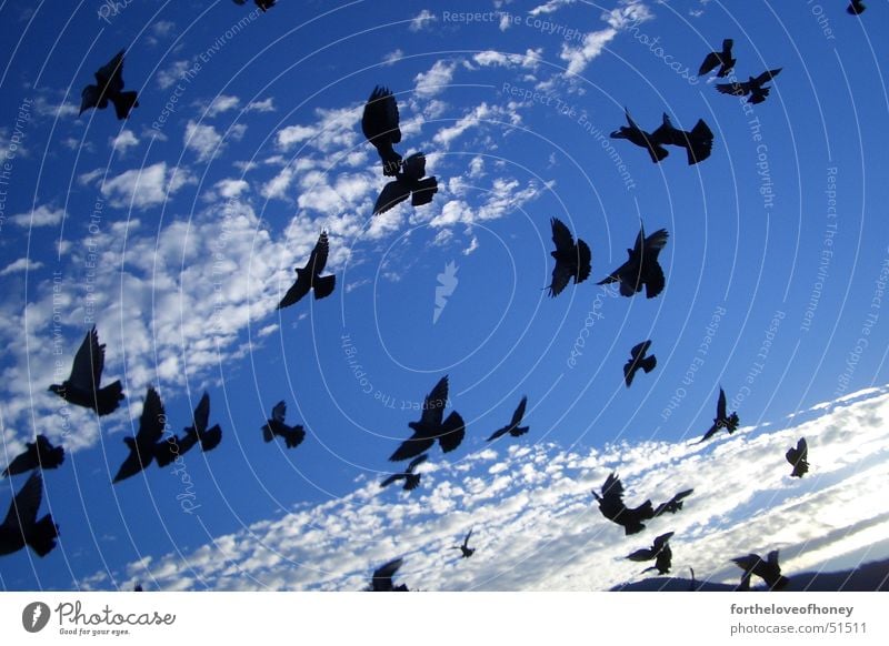 morning birds Vogel Wolken Taube Himmel clouds Salzburg doves