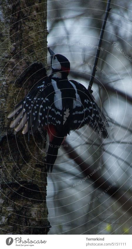 Buntspecht mit gespreizten Flügeln an einem Baum Specht Vogel Tier Farbfoto Tierporträt Außenaufnahme Wildtier Schnabel Ornithologie Singvogel Umwelt Garten