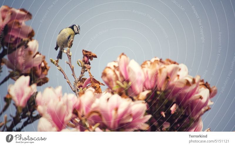 Blaumeise sitzt in Magnolie Cyanistes caeruleus Magnolienblüte Magnoliengewächse Magnolia Vogel Singvogel Wildtier Natur Tier Außenaufnahme Blüte blau Meisen