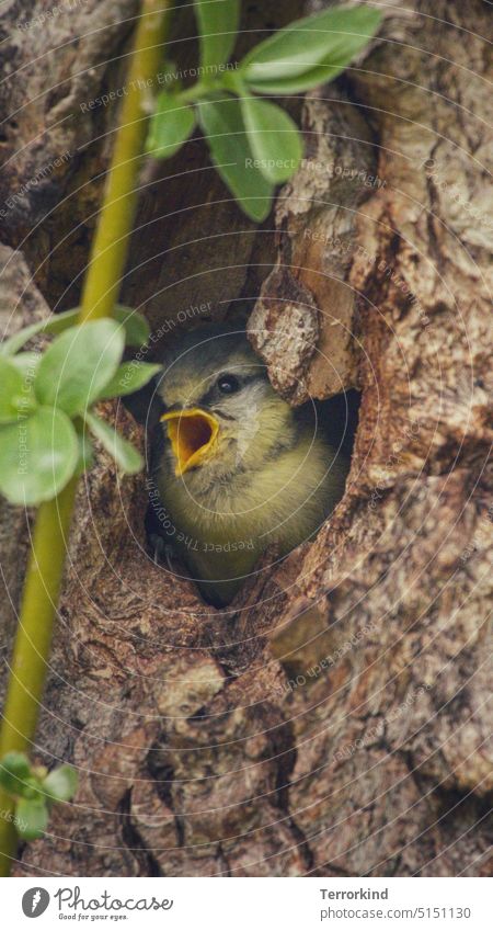 Junge Blaumeise im Nest kurz vor dem Ausflug Meisen Natur Vogel Außenaufnahme Garten Tierporträt Farbfoto Wildtier niedlich klein blau gelb Feder Schnabel weiß