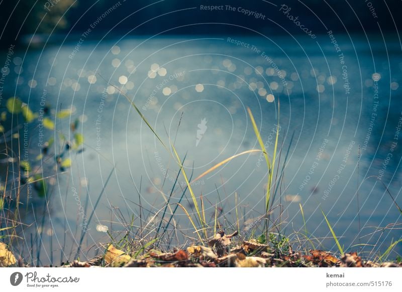 Bärensee 2013 | Halme Umwelt Natur Landschaft Pflanze Wasser Sonne Sonnenlicht Herbst Schönes Wetter Wärme Blatt Grünpflanze Seeufer blau grün ruhig Farbfoto