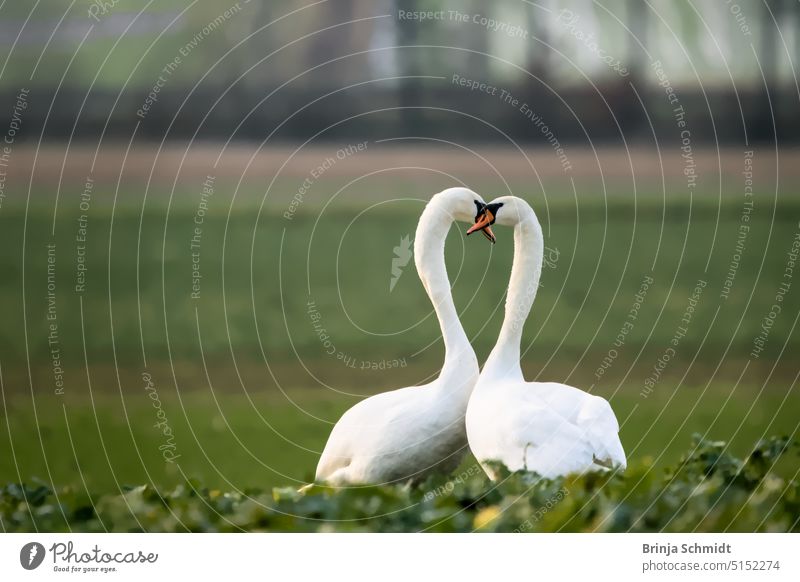 Zwei elegante Schwäne auf einer Wiese, einander zugewandt cold wetland wintering scenic wilderness scenery wing neck beautiful clean wildlife reflection cute