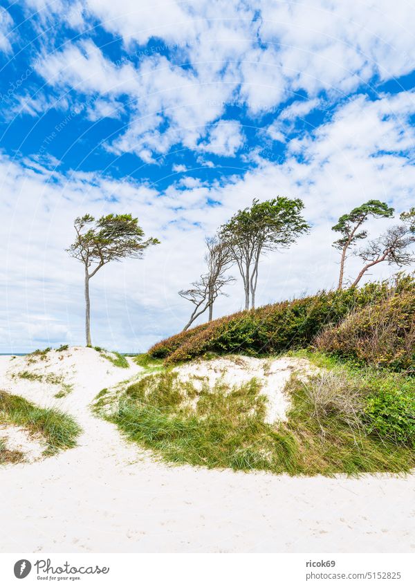 Der Weststrand mit Bäumen und Düne auf dem Fischland-Darß Küste Ostsee Strand Windflüchter Ostseeküste Meer Mecklenburg-Vorpommern Prerow Ahrenshoop Baum