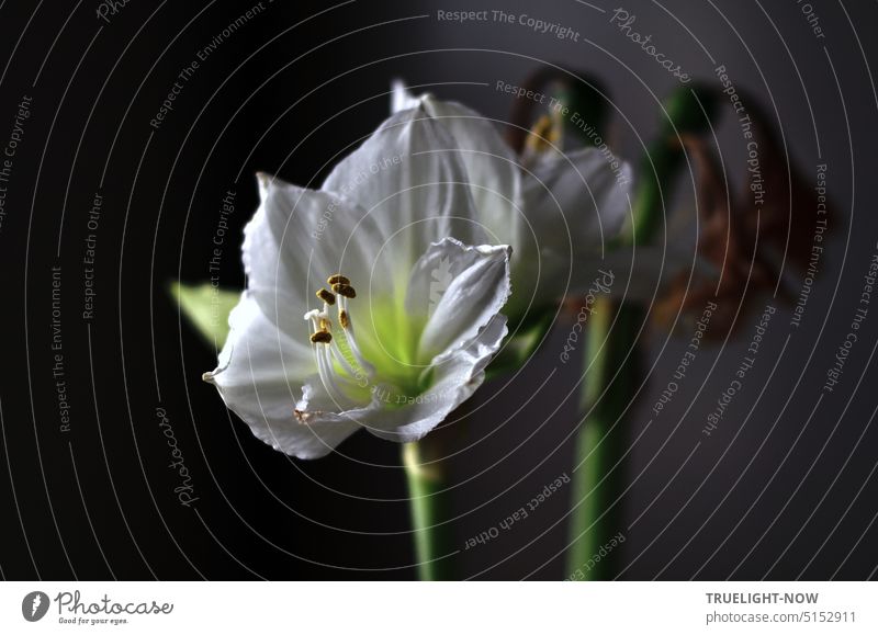 Weisse Amaryllis Hippeastrum letzte Blüte kurz vor dem Verblühen weisse Amaryllis Amaryllidaceae Amaryllisgewächse verblühen Blütenblätter Blume Pflanze