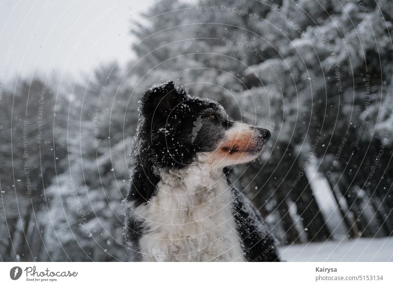 Border collie Heidy Hunde Haustier Außenaufnahme Tierporträt Natur Farbfoto beobachten Blick Neugier Wachsamkeit Tierliebe Schnauze Schneefall Tiergesicht