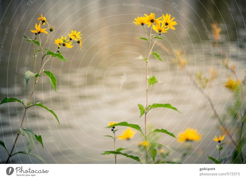 Sonne am Stil Umwelt Natur Landschaft Pflanze Urelemente Herbst Winter schlechtes Wetter Blume Blatt Blüte Wildpflanze Küste Flussufer Blühend natürlich braun