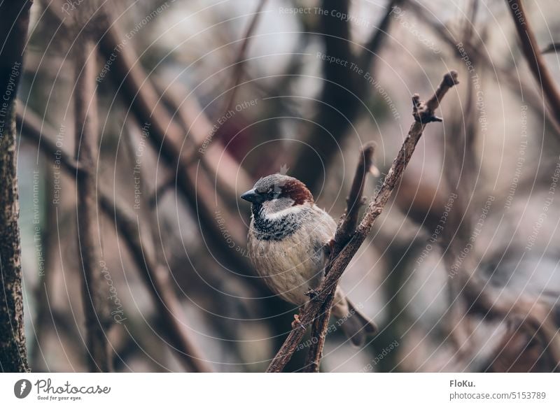 Feldsperling sitzt auf kleinem Zweig im Winter Vogel Vögel Ast Tier Baum Natur Außenaufnahme kalt sitzen Wildtier Tag Menschenleer Umwelt Garten Tierliebe