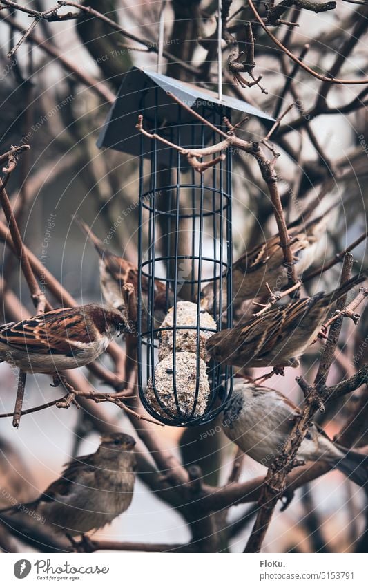 Hungrige Feldsperlinge am Futterspender Vogel Winter Vögel Vogelfutter Meisenknödel Zweig Ast Tier Baum Natur Außenaufnahme kalt sitzen füttern Wildtier Tag