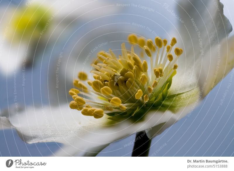 Helleborus niger, Christrose oder Lenzrose Blüte blühen Winterblüher giftig Staude ausdauernd Hahnenfußgewächse Ranunculaceae Blume Pflanze Nahaufnahme krautig