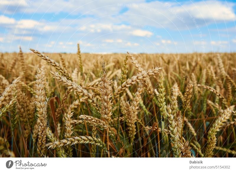 Weizenfeld. Nahaufnahme von Weizenähren. Erntezeit Feld Korn Ohr Gerste Bauernhof Hintergrund Stroh Ackerbau gelb Roggen Lebensmittel Müsli golden Natur