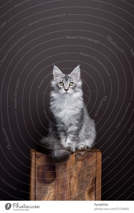 junge silber gestromte maine coon Katze Porträt auf dunkelbraunem Hintergrund niedlich maine coon katze Haustier fluffig Katzenbaby heimisch katzenhaft Fell