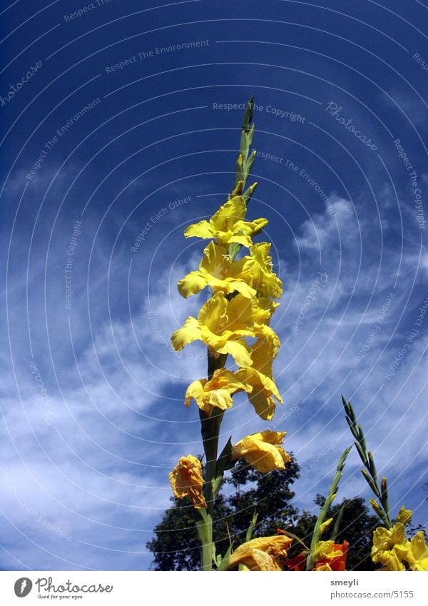 hoch hinaus Blume gelb Blüte Wolken Park ökologisch Fingerhut Glockenblume Garten Natur Himmel Detailaufnahme Farbe blau