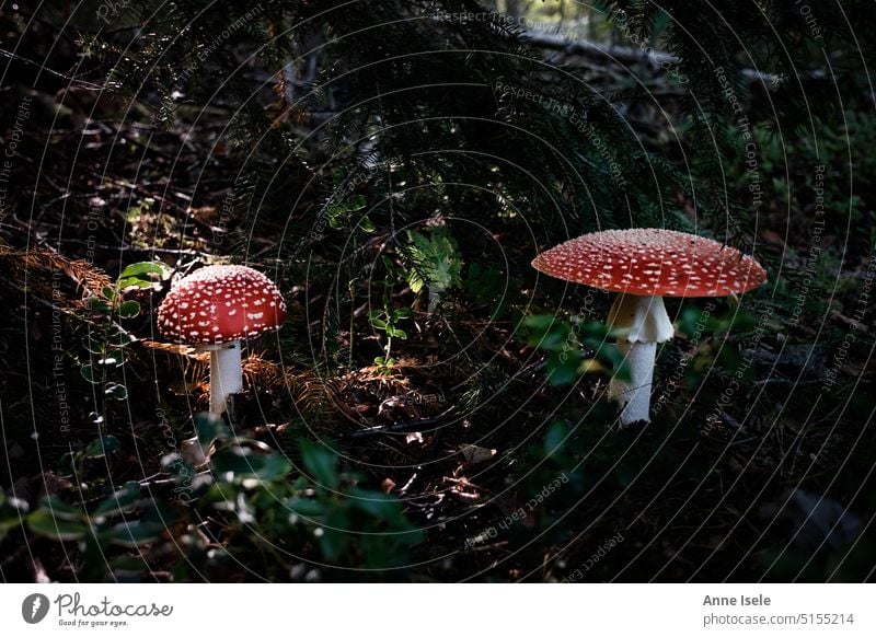 Zwei Fliegenpilze im Wald, Sonne auf dem Waldboden Natur Schweden Sonnenlicht Pilze Waldpilze Märchenwald morgenlicht rot grün braun Kindheitserinnerung Herbst