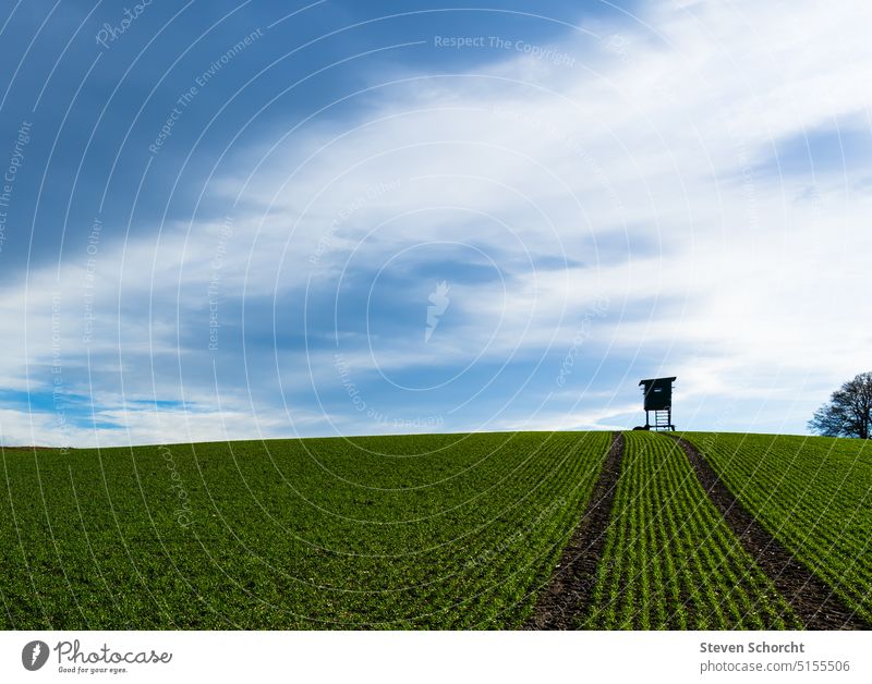 Jägerstand auf einem grünen Feld mit blauem Himmel Blauer Himmel Menschenleer Sonne Farbfoto Tag Wolken Licht Außenaufnahme Natur Landschaft Baum