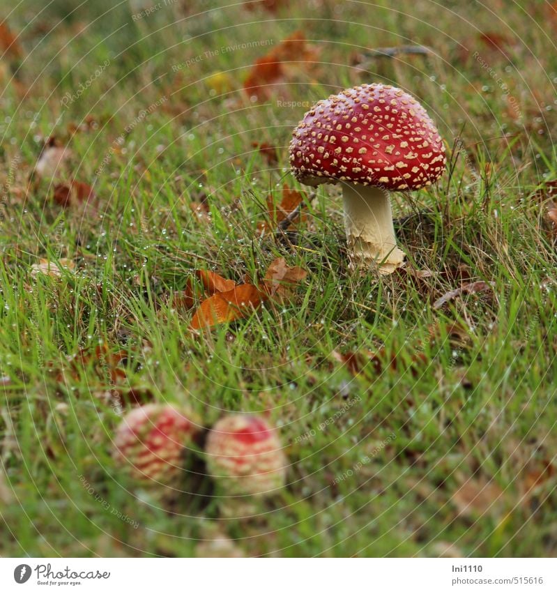 3 Fliegenpilze auf einer Wiese im Herbst Natur Pflanze Wassertropfen Schönes Wetter Gras Blick Wachstum außergewöhnlich schön braun grün rot weiß gefährlich