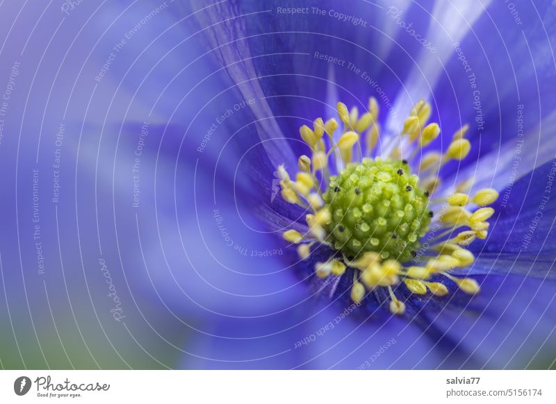 blauer Frühlingsbote, Balkan Windröschen Blaue Balkan-Anemone Anemone blanda Blume Blüte Blühend Makroaufnahme Pflanze Natur zart Anemonen Nahaufnahme schön