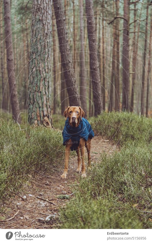 Kommste? hund wandern magyarvizsla Tier Außenaufnahme Tierliebe Tierporträt Wald Natur Jagdhund Haustier Farbfoto Hundemantel Winter Gedeckte Farben Baum