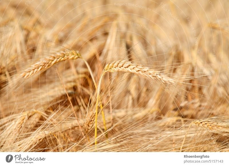 Goldgelbe sonnengereifte Ähren in einem Weizenfeld weizen weizenfeld ähren englischer weizen triticum turgidum acker korn körner frucht früchte gold gras gräser