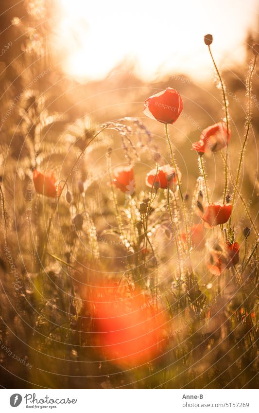 ein paar Mohnblüten in einer Wiese im abendlichen Gegenlicht  in schön viel Unschärfe gehüllt Mohnwiese Gräser Klatschmohn Mohnblumen Wiesenblumen Wildnis