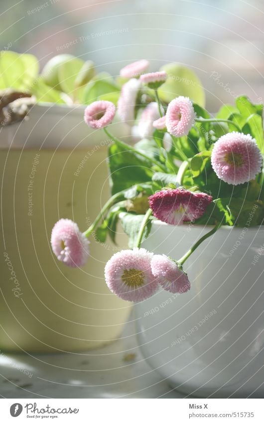 Bellis Dekoration & Verzierung Frühling Blume Blüte Topfpflanze Blühend Gänseblümchen Blumentopf Fensterbrett Farbfoto Innenaufnahme Nahaufnahme Menschenleer