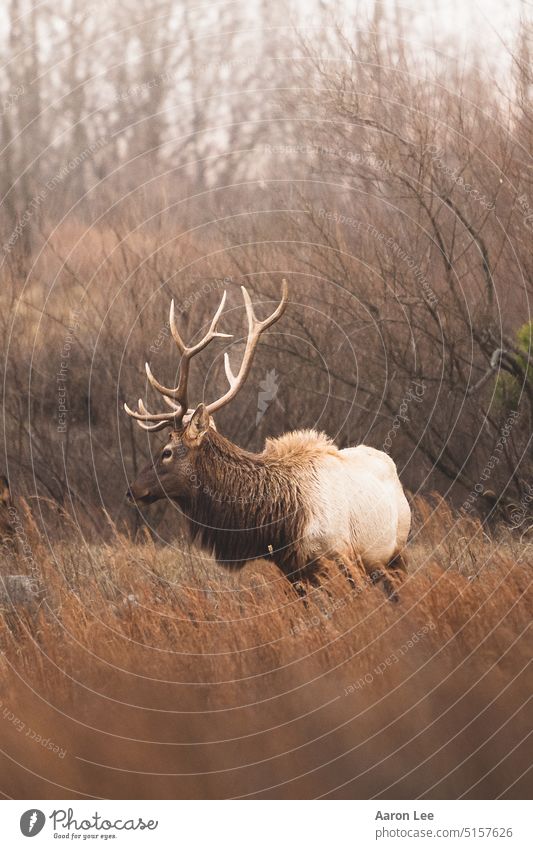 Elch auf einem grasbewachsenen Feld Wildnis Horn Wald Wildtier Landschaft Wyoming-Landschaft Colorado Elchkopf Tier Natur Wildtierfotograf Wildtierfotografie