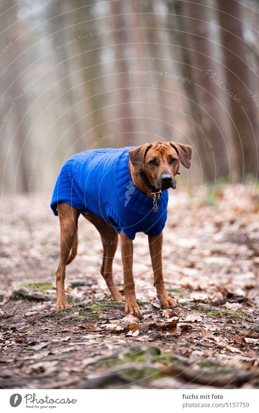 frierender Hund im Strickpullover. Hund im Wald Hundeblick kalt winter Blauer Pulli Tierporträt Blick Außenaufnahme Haustier Tierliebe Tiergesicht Farbfoto