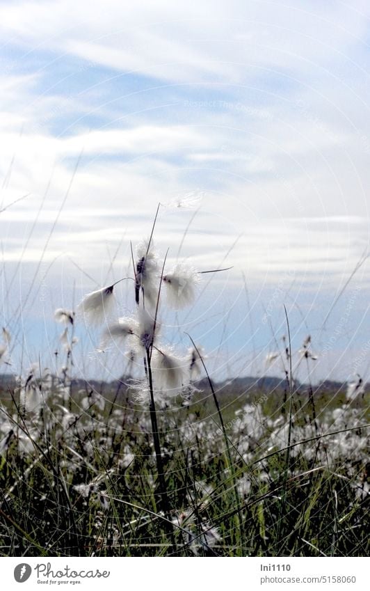 Wollgras im Moor Landschaft Naturschutz Moorlandschaft Gras Wildpflanze Pflanze Eriophorum Sorten Stängel Fruchtstände Naturschauspiel flauschig watteartig