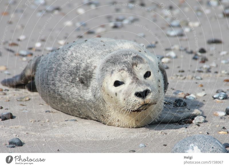 junger Seehund liegt am Strand von Helgoland in der Sonne Robbe Heuler Tier Säugetier Jungtier Sand Steine Kieselsteine Sonnenlicht Sonnenschein Licht Schatten