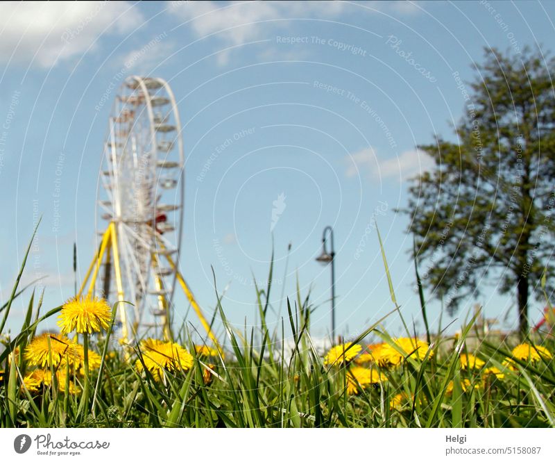 hinter einer Wiese mit Löwenzahnblüten  steht ein Riesenrad, eine Laterne und ein Baum vor blauem Himmel mit Wölkchen Gras Jahrmarkt Kirmes Wolken