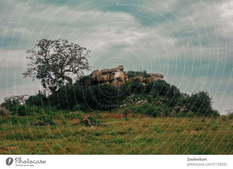 Landschaft ohne Tiere, aber mit Felsen, Savanne und Baum in der Serengeti Safari Tansania wolkig Himmel ruhig Morgen erwachen aufwachen still friedlich Natur