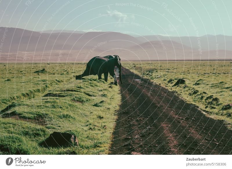 Ein Elefant geht seines Weges und kreuzt eine Piste im Ngorongoro-Krater Afrika Tansania wild Wildtier Safari abenteuerlustig Natur Tier Savanne Gras Wildnis