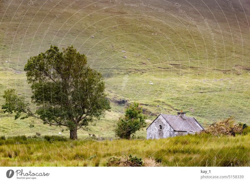 Altes Steinhaus mit Baum in Wiesenlandschaft Bäume Feld grün Berge u. Gebirge Berghang Irland Landschaft Natur Hügel Gras Idylle Einsamkeit alt Verfall Hütte