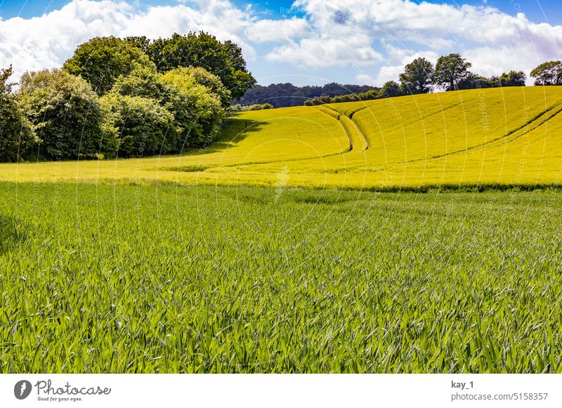 Rapsfeld im Sonnenlicht Feld Hügel Felder Feldrand gelb Rapsblüte Nutzpflanze Landschaft Rapsanbau Landwirtschaft Blühend Frühling Schönes Wetter Himmel Natur