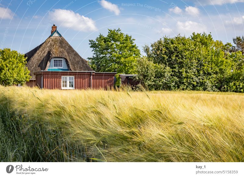 Reetdachhaus am Getreidefeld Gerste Gerstenfeld Gerstenähre Holz Holzhaus Bäume Sommer Landwirtschaft Feld Nutzpflanze Kornfeld Ähren Natur Sonnenlicht