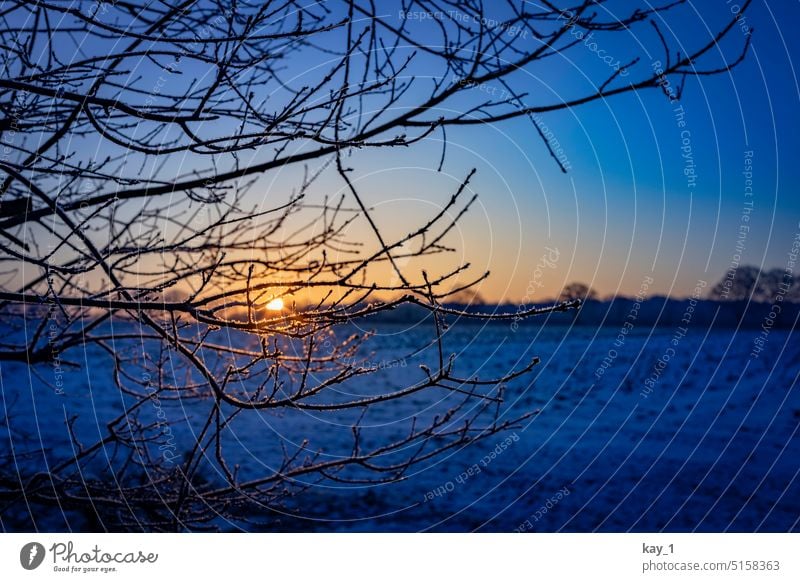 Feld mit Baumzweigen vor aufgehender Sonne Wiese Frost Winter Winterstimmung Sonnenaufgang Raureif Eis Eiskristall Eiskristalle eiskalt frostig Morgen