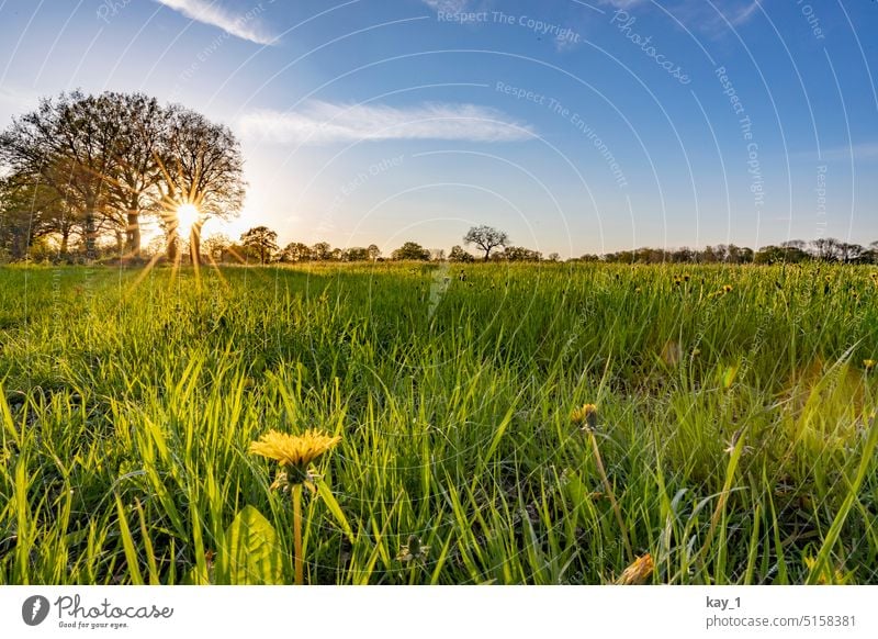 Feld in der Abendsonne mit Löwenzahn im Vordergrund Sonnenstrahlen Wiese Wiesenblume Gras Frühling grün gelb Blume Natur Landschaft Weide Sommer Blüte Pflanze