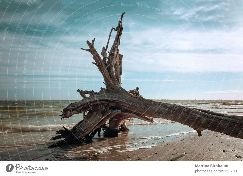 Abgestorbener Baum am Strand von Sanibel Island, Florida USA Ferien reisen Landschaft Meer blau Küste tropisch Wasser Himmel tot Sonnenuntergang im Freien Natur