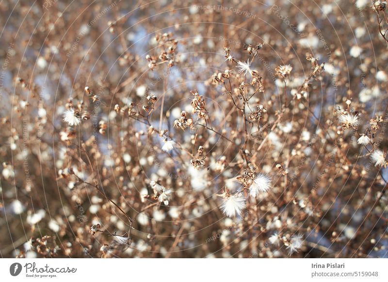 Wilde kleine weiße Blüten im grünen Gras. Caryophyllaceae, Gypsophila (Rosenschleier). Weiße Holzblüten. Stellaria graminea ist eine Blütenpflanzenart aus der Familie der Caryophyllaceae.