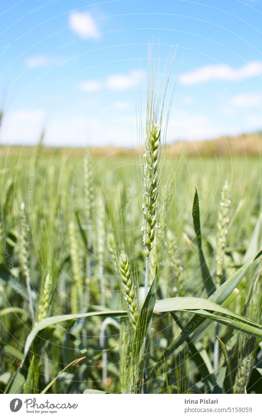 Weizenfeld gegen einen blauen Himmel. Grünes, reifes Weizenfeld vor blauem Himmel Hintergrund Ackerbau Überstrahlung Blüte Blühend Botanik Blumenstrauß Ast Brot