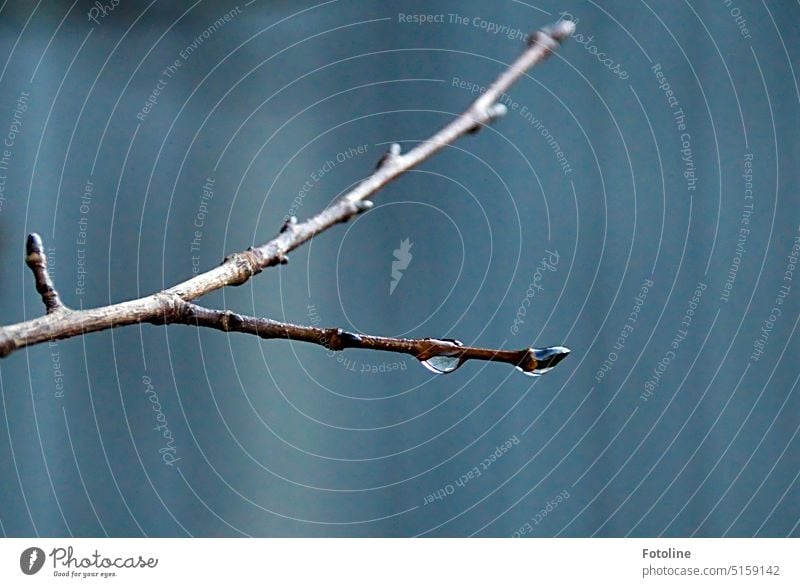 An einem kargen, blattlosen Zweig hängt ein Tropfen. Ast Winter Natur blau nass Wasser Wassertropfen Tröpfchen Regen Nahaufnahme feucht Detailaufnahme Pflanze