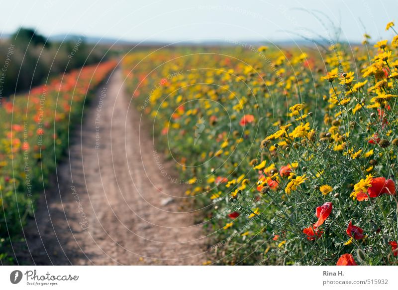 WildBlüten Umwelt Natur Landschaft Pflanze Horizont Frühling Sommer Schönes Wetter Blume Wildpflanze Wiese Feld Wege & Pfade Blühend natürlich gelb grün rot