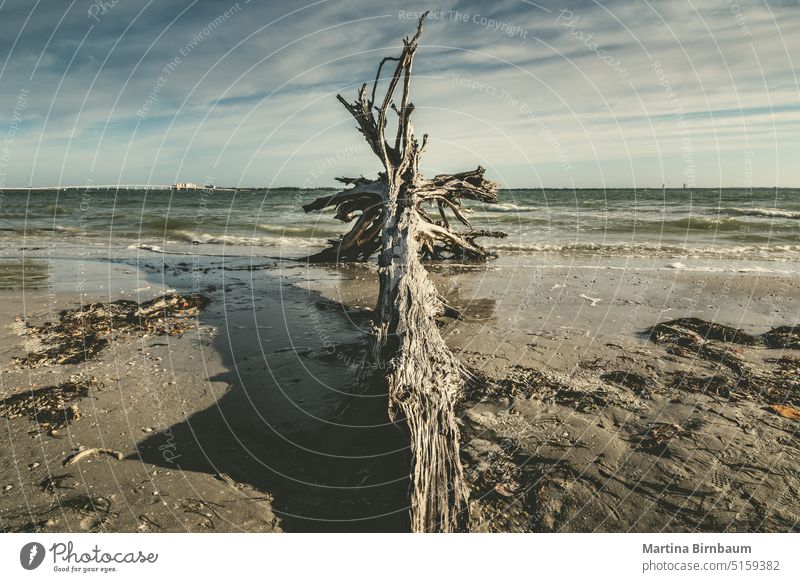 Abgestorbener Baum am Strand von Sanibel Island, Florida USA Ferien reisen Landschaft Meer blau Küste tropisch Wasser Himmel tot Sonnenuntergang im Freien Natur