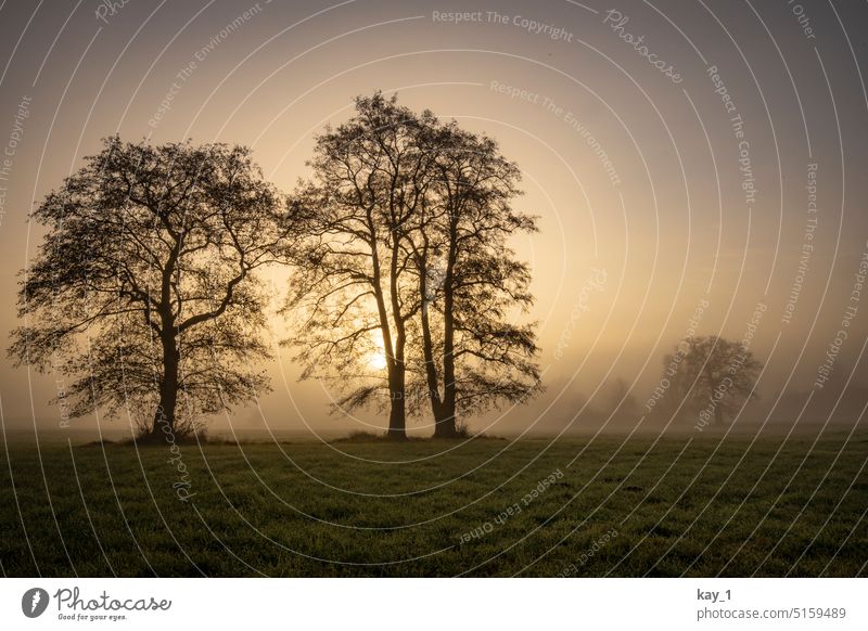 Nebel im Winter auf einem Feld mit Bäumen Nebelstimmung Herbst düster Natur Baum Landschaft Morgendämmerung Sonnenaufgang kalt Stimmung nebelig Nebelfeld Wiese