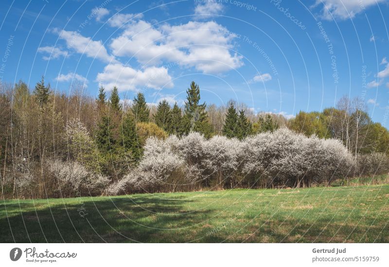 Blühende Bäume und blauer Himmel Baum Blume Blumen und Pflanzen Blüte Farbe weiss Frühling Natur Blütezeit Umwelt Umweltschutz umweltbewusstsein