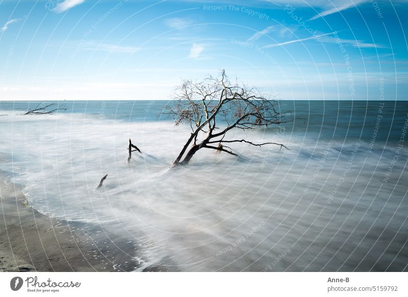 von weichen Wellen umspülte abgestorbene Bäume bei blauem Himmel an einem sonnigen Tag am Strand Meer Totholz Baum Natur weggespült Küstenschutz