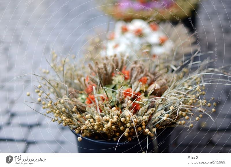 Zwiebelmarkt Weimar kaufen Herbst Blume Blüte Marktplatz Blühend verblüht dehydrieren trocken Weimarer Zwiebelmarkt Trockenblume Blumenstrauß Eimer Blumentopf